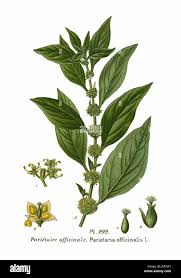 Image result for Parietaria