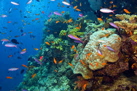 Save Great Barrier Reef From Becoming Dumping Ground Wwf