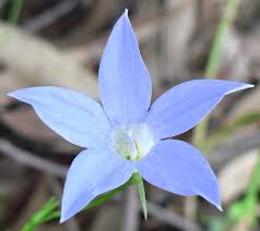 Image result for Wahlenbergia capitata