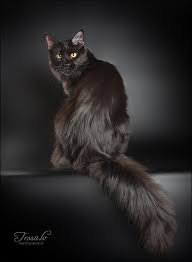The recessive black gene is represented by a small letter b. Black Tabby Maine Coon Kitten Novocom Top