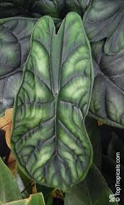 Plants will occasionally, albeit rarely when grown indoors, produce insignificant purple spathes. Tropiki Na Podokonnike