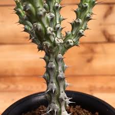 Image result for Euphorbia corniculata