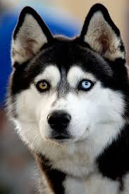 Siberian Husky Beautiful Eye Color Chart Animals