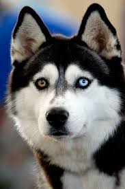 siberian husky beautiful eye color chart animals