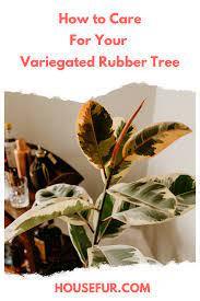 How To Care For Your Variegated Rubber Plant Ficus Elastica House Fur Plants Rubber Tree Plant Rubber Plant Care