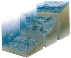 Deep Sea Floor2 Jpg 600 488 Flooring Sea Floor Deep Sea