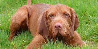 They are very affectionate and bond closely with their family. Wirehaired Vizsla Breed Information Characteristics Puppy Names Wirehaired Vizsla Vizsla Dog Breeds