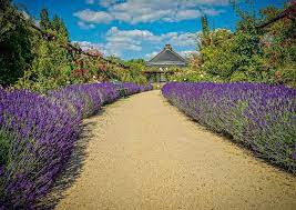 Growing Lavender As A Hedge Or Edging Plant How To Plant Your Garden