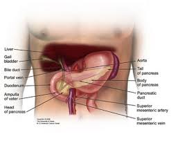 Image result for pancreas)