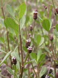 Image result for Phyla nodiflora