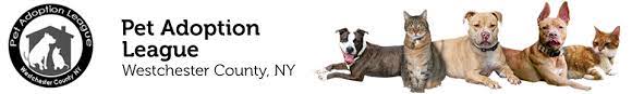 Adult, medium, male, american staffordshire terrier description: Pet Adoption League