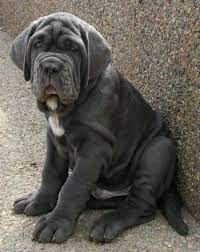 Napoleon mastiff puppy call 8700287843 unbeatable quality available for limited time. Pin On Majestic Mastiffs