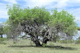 Image result for Manilkara mochisia