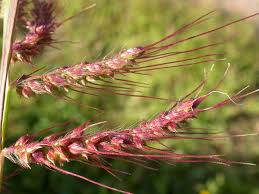 Image result for Echinochloa