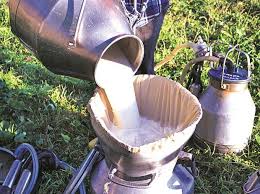 One of the first indian companies to offer camel milk powder in india, it provides you access to the best quality milk processed at iso certified plants. Aadvik Foods Eyes 30 Camel Milk Output Ramp Up On Buoyant Demand Business Standard News