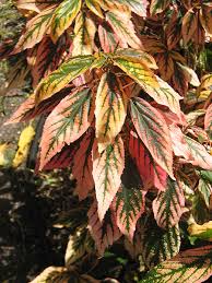 Image result for Acalypha ambigua
