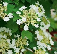 Resembling a maple, viburnum opulus (european cranberrybush) is a lovely addition to the landscape, which is prized for its spring foliage color european cranberrybush,guelder rose, water elder, cramp bark, snowball tree, european cranberry bush european cranberry tree, marsh. Viburnum Opulus Xanthocarpum European Cranberrybush