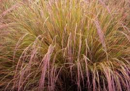 Image result for Thomandersiaceae