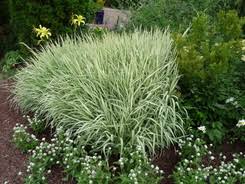 Image result for Phalaris arundinacea