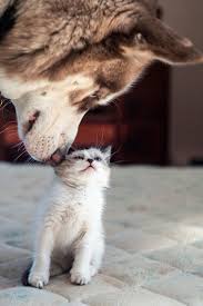 Wow Cute Animals Fluffy Animals Cute Cats