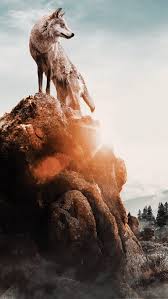 Maybe you would like to learn more about one of these? En Hizli Bozkurt Kurt Resmi Turk Bayrakli