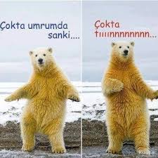 Pin By Ozgur Atalay On Whatsapp Profil Resimleri Polar Bear Funny Animals Bear
