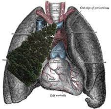 Doctors presume that the man somehow inhaled a fir tree bud that germinated inside his lungs. Signs Of Spring Fir Tree Found Growing In Man S Lungs News Blog
