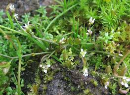 Image result for Subularia