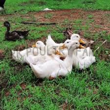Has been added to your cart. Services White Pekin Ducks From Tirupur Tamil Nadu India By R K Poultry Farms Id 5008241