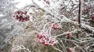 Wetter Umschwung In Deutschland Nach Dem Wochenende Kommt Der Erste Schnee