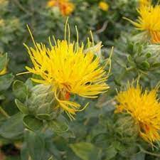 Pin On Edible Landscaping