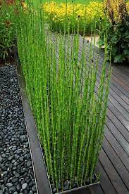 le jardin paysager tendance moderne de jardinage archzine fr architectural plants modern garden landscaping modern garden