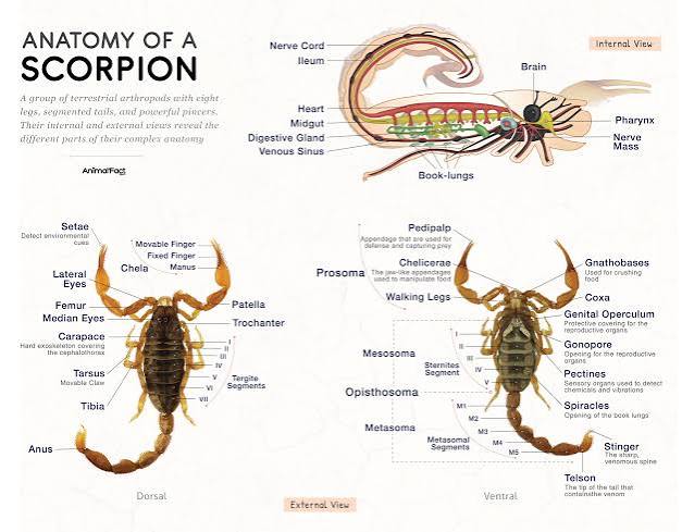Scorpion - Types, Size, Diet, Anatomy, Habitat, Life Cycle & Pictures