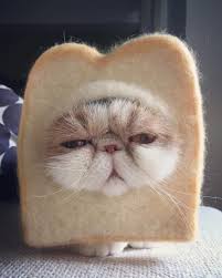 A Cat Or A Slice Of Bread Animals Funny Cute Funnycat Teacuppersiancat Cute Cats Cute Animals Cute Funny Animals