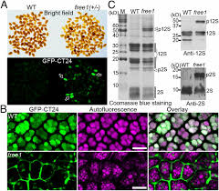 Animal cell vacuoles are typically small, and each cell can contain multiple vacuoles. Dual Roles Of An Arabidopsis Escrt Component Free1 In Regulating Vacuolar Protein Transport And Autophagic Degradation Pnas