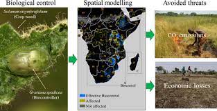 He concluded that synchronous control measures were optimal because synchrony removes temporary refuges for the. Current And Future Spatial Assessment Of Biological Control As A Mechanism To Reduce Economic Losses And Carbon Emissions The Case Of Solanum Sisymbriifolium In Africa Alaniz 2020 Pest Management