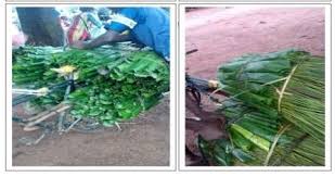 Image result for Sarcophrynium schweinfurthianum