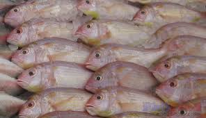 A novel of mythic proportions, 1998). Philippine Food Philippine Fish Species List Of Common Fish In The Philippines