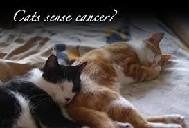 Did lucy's cat detect cancer? Cats Sense Cancer Vividlife Me