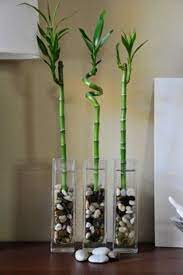 The Easy Care Lucky Bamboo Design Ideas And Decorations Gowritter House Plants Decor Bamboo Decor Plant Decor