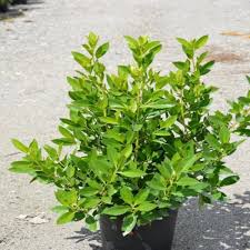 Image result for Conocarpus erectus