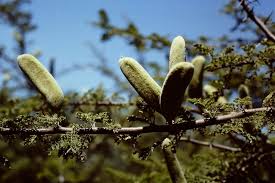 Image result for Acacia hebeclada