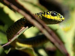 Die giftigsten schlangen der welt 2021, kann. Achtung Lebensgefahr Die Giftigsten Schlangen Afrikas