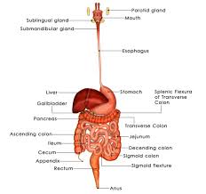 Read the descriptions of the large organs, as well as those of the small organs on the next tab. A List Of Digestive Enzymes And Their Functions Digestive Enzymes Human Digestive System Digestive System