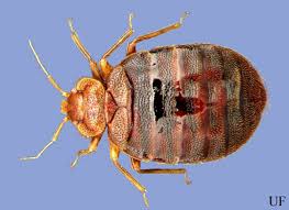 Image result for Cimex Lectularius L