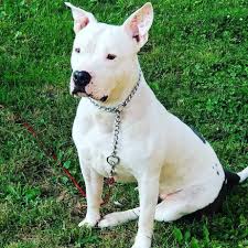 47 American Bulldog Mix Breeds