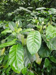 Image result for Oxyanthus latifolius