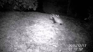 Nachdem sich das tier nicht mehr aus dem garten mitten in der stadt entfernte, ersuchte der gartenbesitzer um hilfe. Dachse Im Garten Youtube