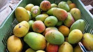 Welcome to the official website of capital pest control (india). Eu S Indian Mango Ban To Counter Pests Environment All Topics From Climate Change To Conservation Dw 06 06 2014
