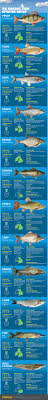 Uk Coarse Fish Species Guide Infographic